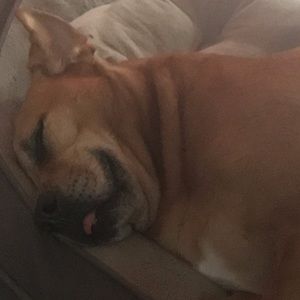 Meet your Posher, Eva